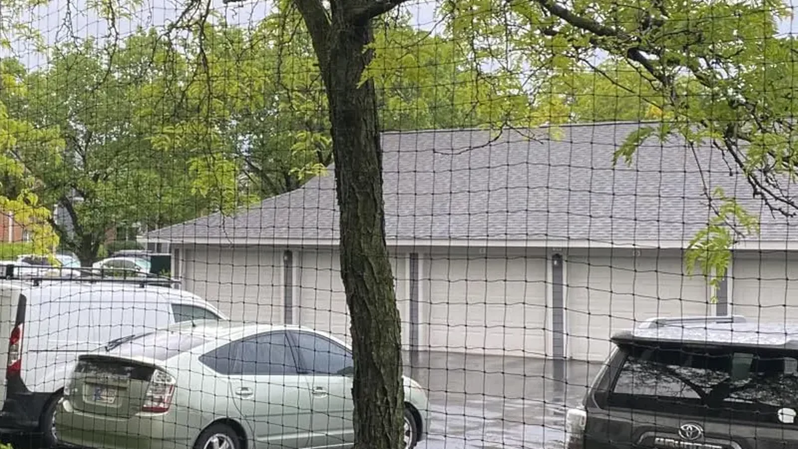 Black wire-reinforced cat net visible against trees and a light building exterior