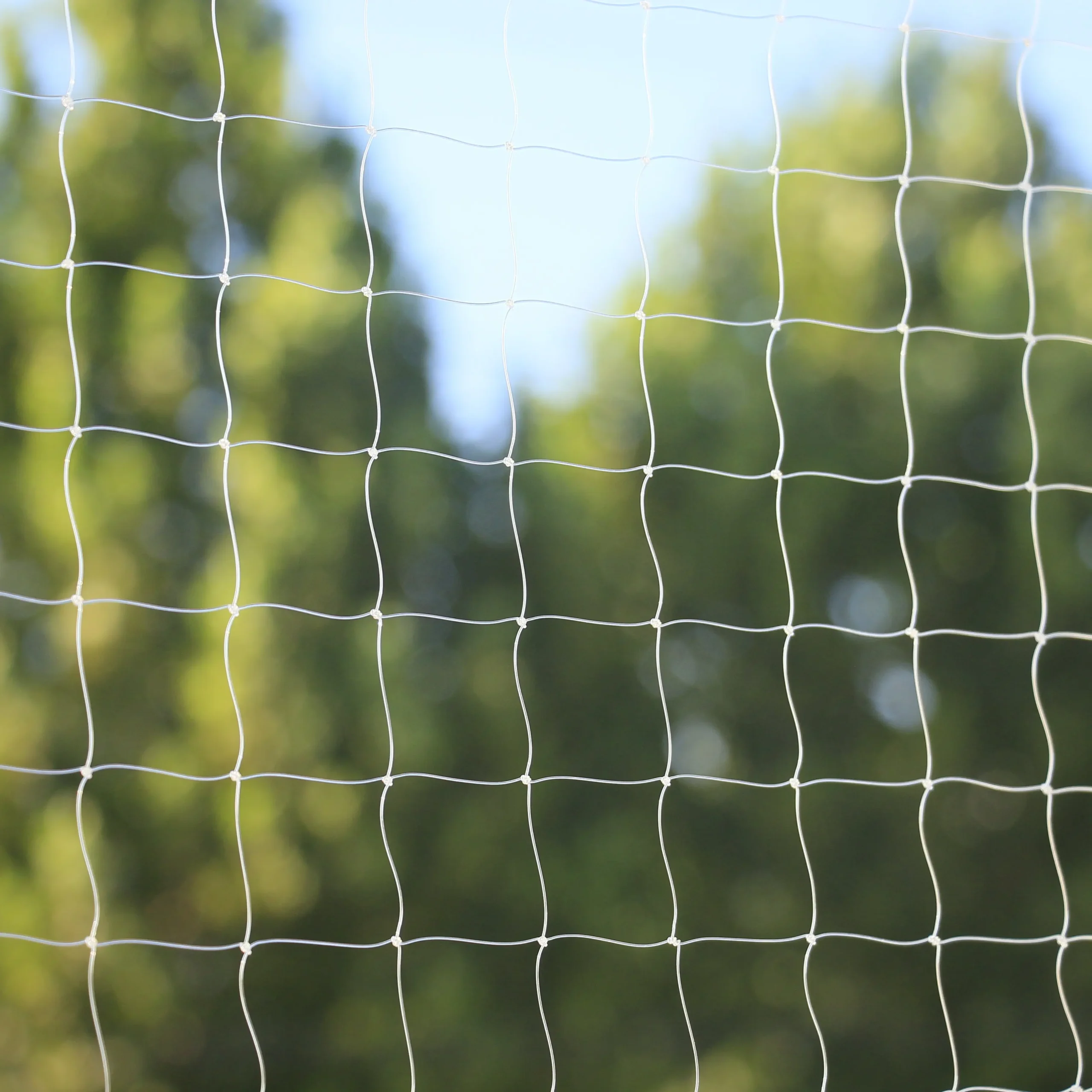 transparent cat net (4)