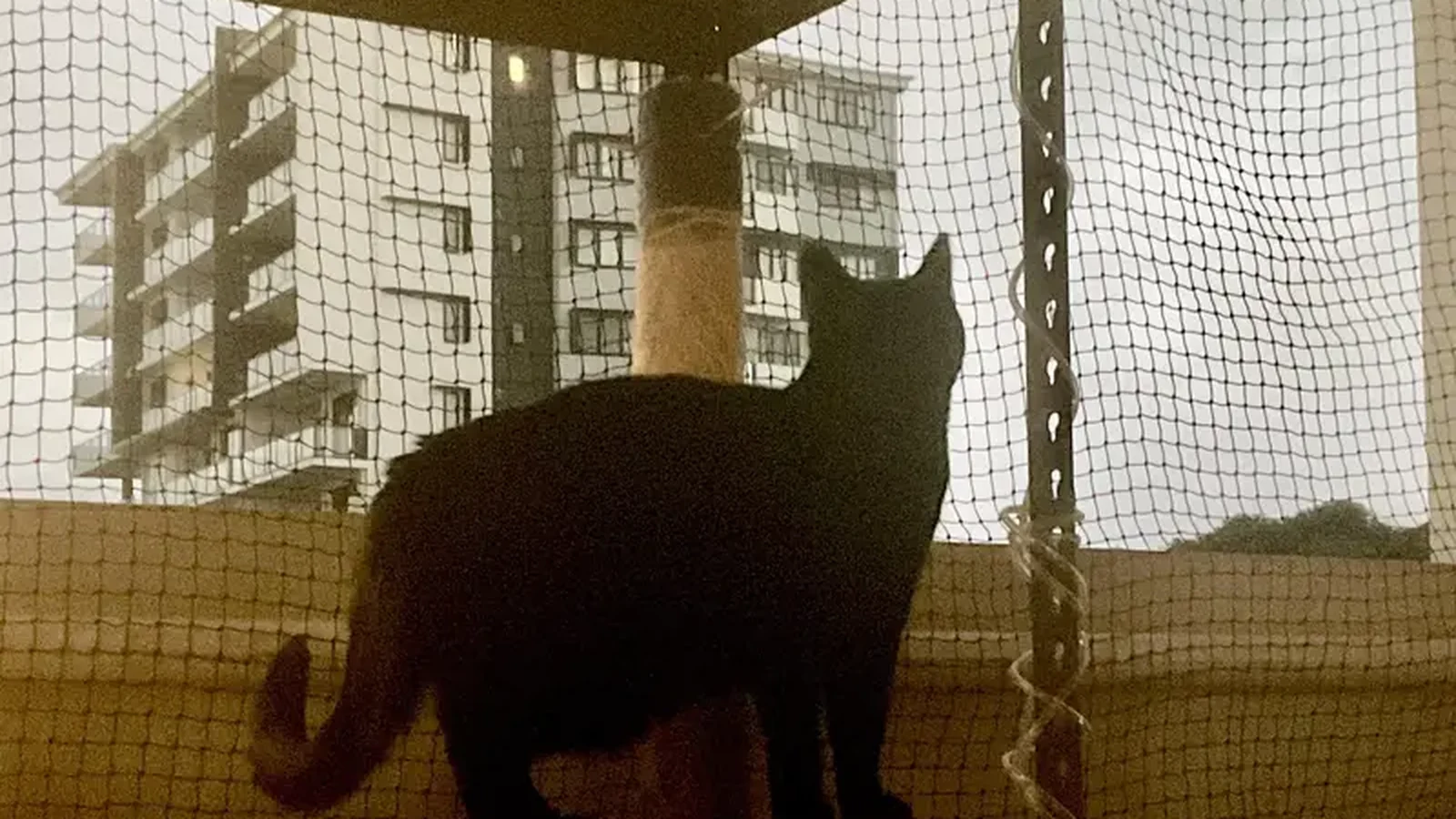 Black cat net meeting a vertical post and lower corner boundary
