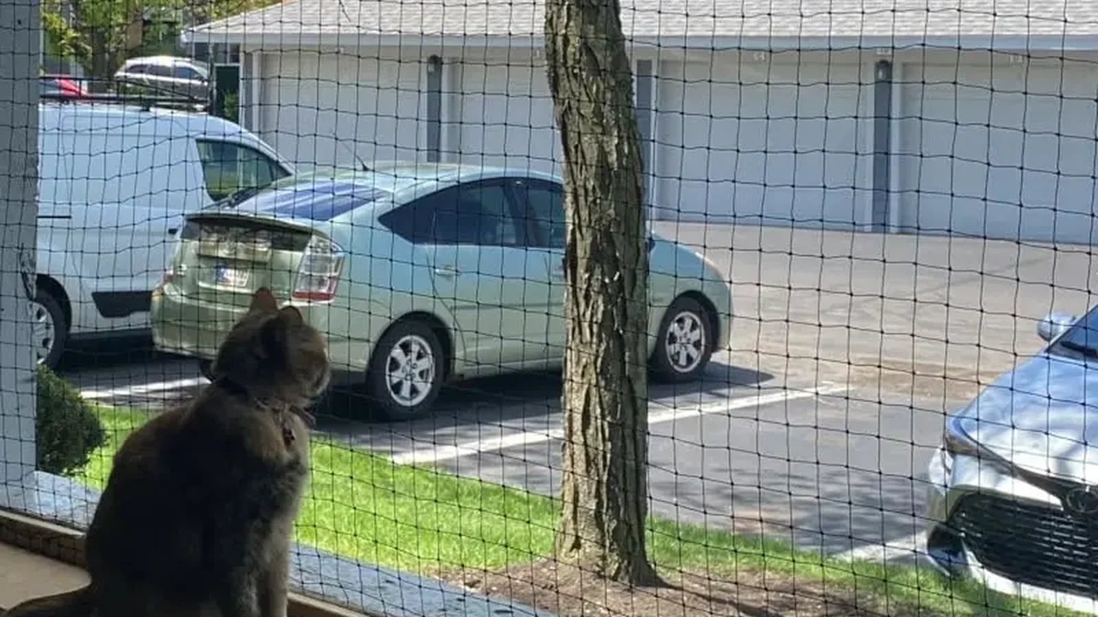 Wire-reinforced cat net installed along a framed boundary