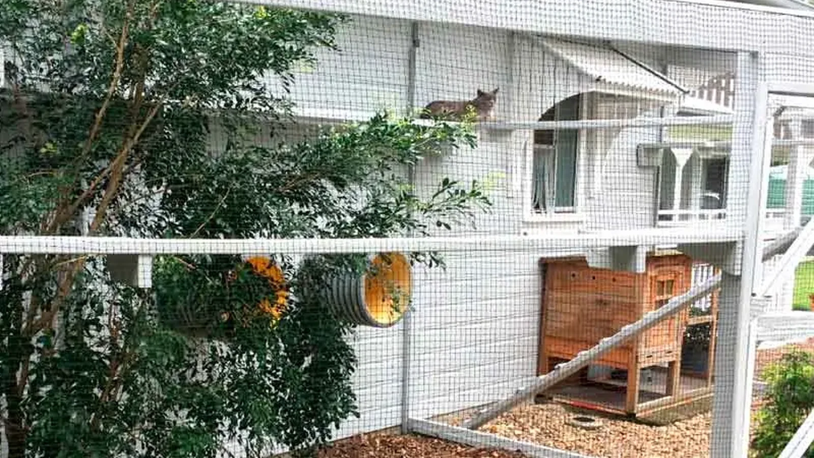 Wire-reinforced cat net fixed to a large framed enclosure