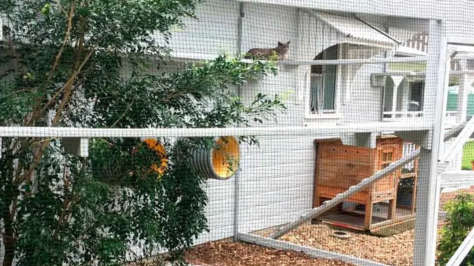 Black wire-reinforced cat net installed around a framed outdoor cat enclosure