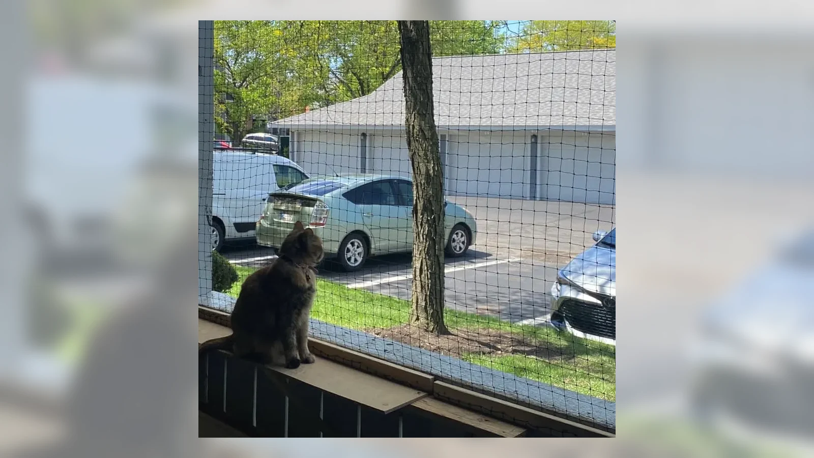 Wire-reinforced cat net on a window for weathering and coating review